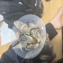 우다다냥 이미지