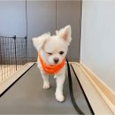 오마이멍멍 이미지