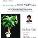 행운, 행복의 의미를 담고 있는 드라세나 '맛상게아나'(행운목) 이미지