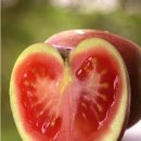유전자 조작 과일 이미지