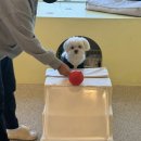 데일리 댕댕 이미지