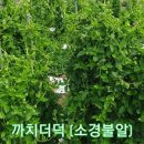 까치슈퍼 이미지