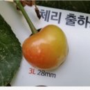 사오리농장 이미지