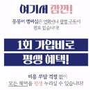 몽몽이 애견미용 이미지