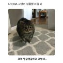 장미맨숀신음점 네이버블로그