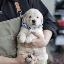 구산동강아지 이미지