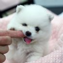 뽀송뽀송