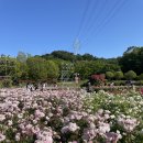 장미원내부 이미지