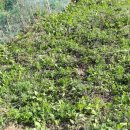 박달재농원 이미지