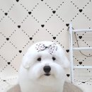 오도르봉 이미지