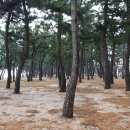 사천송림 이미지