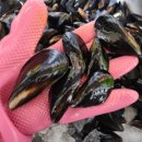 이도수산 | 농라. 이도수산 오만둥이, 세척홍합 후기~