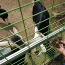 칠곡양떼목장 이미지