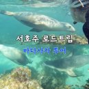 [서호주] 렌터카 여행 쥬리안베이 바다사자 투어 후기