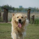 상상도그 이미지