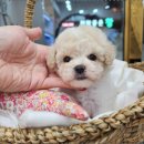 베리독 강아지고양이 평택본점 이미지