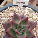 원앙슈퍼 이미지