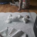 몽땅 펫샾 | (스압주의!) 입양후기 2-나는 보리맘입니다