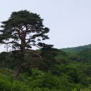 제 17차 정기탐방 - 지리산 뱀사골&천년소나무 트래킹 이미지