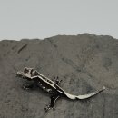 햄스터분양 베이비초롱 이미지