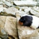 아다네일 이미지