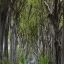 천과나무 이미지