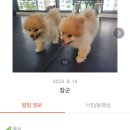 우쭈쭈플렉스 강아지 유치원 호텔 네이버블로그