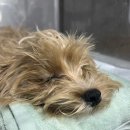 리온동물병원 이미지