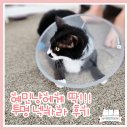 (주)열린세상 | 고양이 투명 넥카라 내돈내산 후기!! 자반이가 얌전해졌어요 ^^
