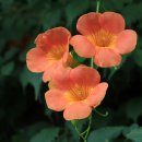 뚝섬한강공원-13 이미지