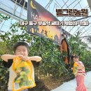 그린농장 | 아이랑 대구 동구 별그린농원 무농약 귤따기 체험후기 농장이용도 가능
