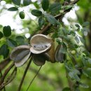 으름덩굴, 제주도민일보 이미지