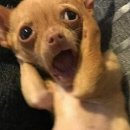 변조된 꿈 | 돌발성난청으로 3주간 고생한 후기