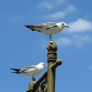 매화마름민박 | 강화도 초지진, 덕진진