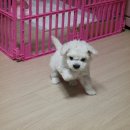 블럭비즈몬