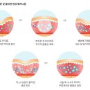 가나필아 이미지
