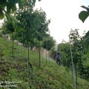 삼각2구 농장 | 붉은꽃산딸나무 영양제 살포 - 허리케인 회전약대 사용후기