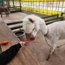 사천농장 | 강릉 사천동물원 추천｜대관령 아기동물농장 체험 정보 총정리