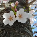 목신의오후 | 자연이 말을 걸 때 ; Nature Speaks - 강남 마티네 콘서트 '아침의 음악정원' '26. 4월 공연 관람 후기