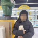 인천강아지분양 테디럽 이미지