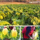 괴산-4 | 김장 김치 괴산 절임배추 고랭지 배추 김치양념 예약판매 생산자직배송