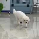 우동펫(우리동네 펫 서비스) | 🐶 마이브라운 펫보험, 강아지 이물질 섭취와 발톱 부상도 보장될까?