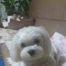 알리에 이미지