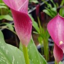 녹지원 농장 이미지