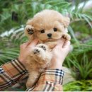 울산 강아지분양 미유펫 이미지