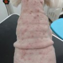 빛나펫살롱 이미지