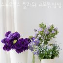스노우폭스플라워교보
