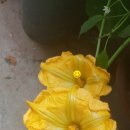 목감메트로타워1차 이미지