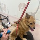 마이뷰티독 이마트 월계점 이미지