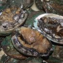 싱싱다육그린원 이미지